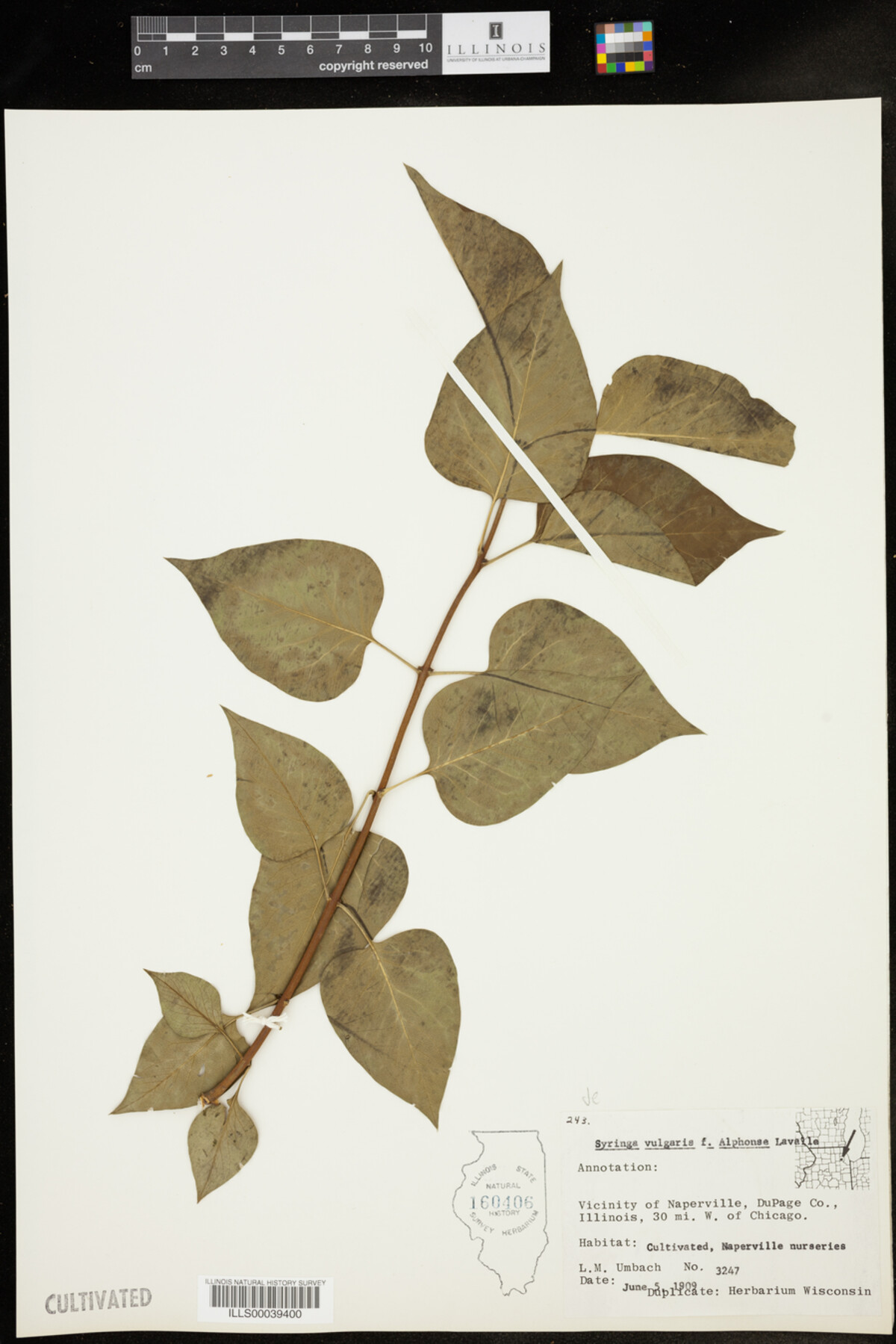 Syringa vulgaris f. alphonse image