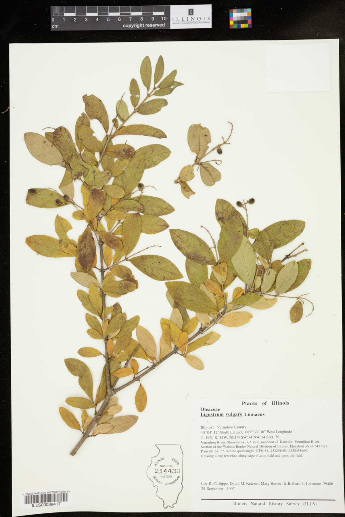 Ligustrum vulgaris image
