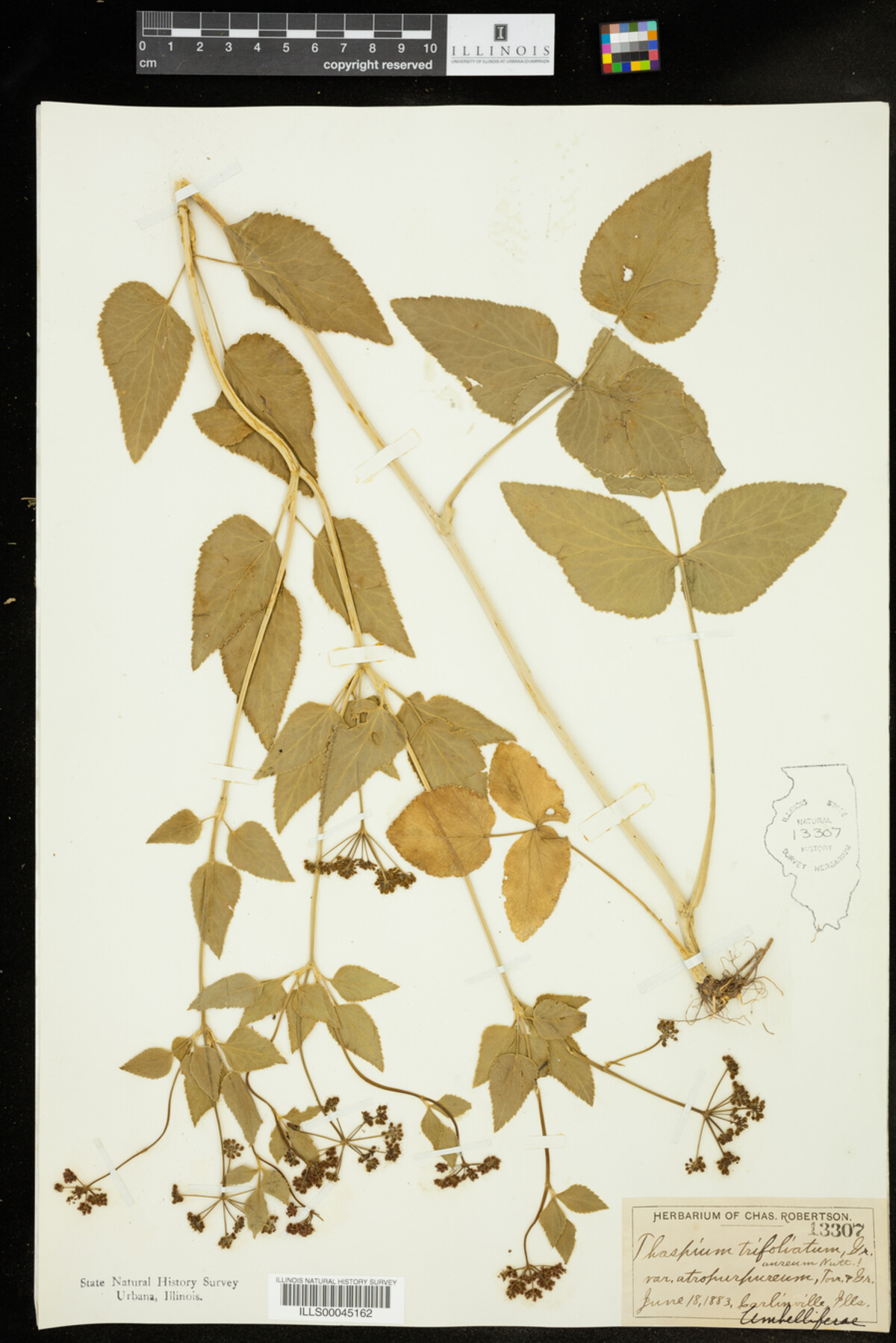 Thaspium trifoliatum var. atrofurfureum image
