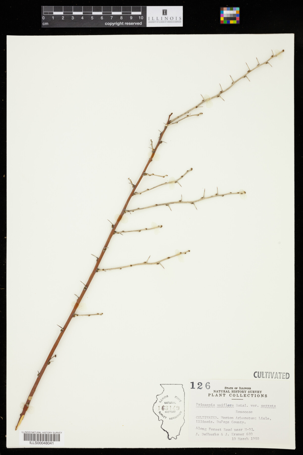 Prinsepia uniflora var. serrata image