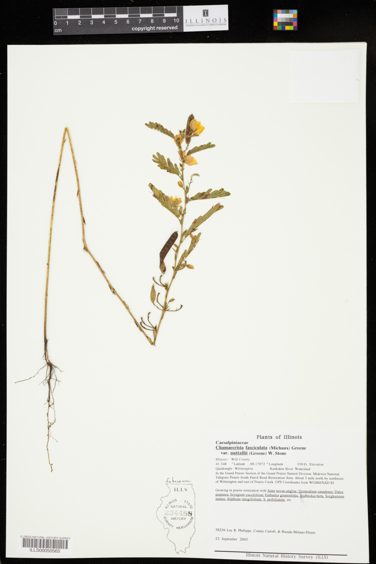 Chamaecrista fasciculata var. nuttallii image