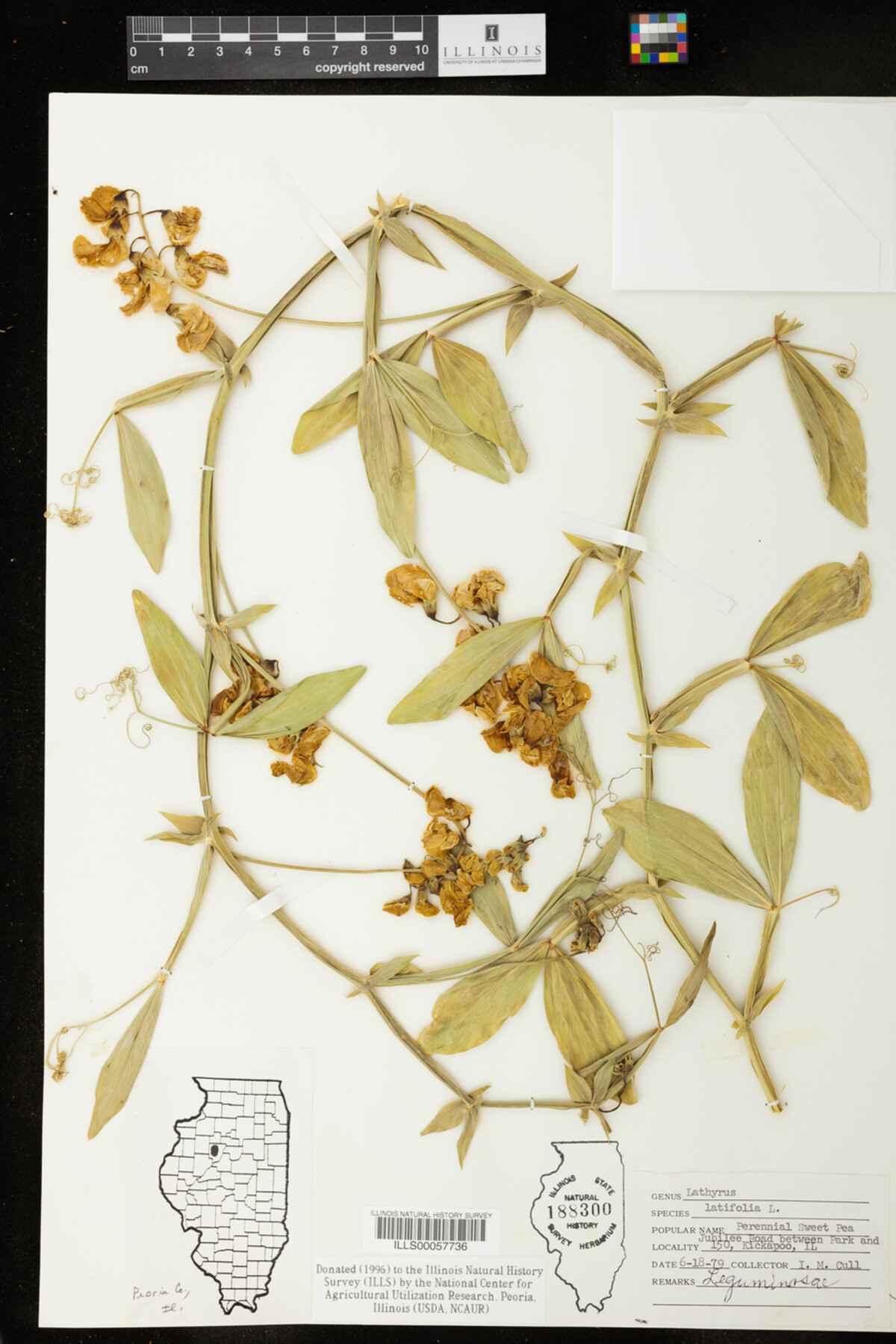 Lathyrus latifolia image
