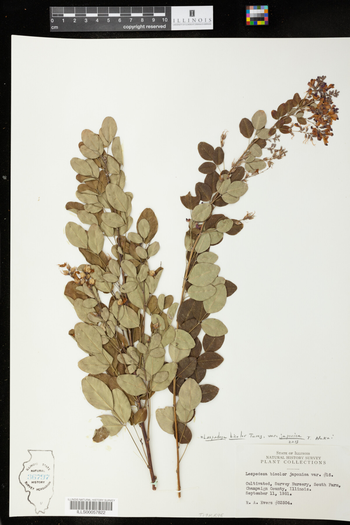 Lespedeza bicolor var. japonica image