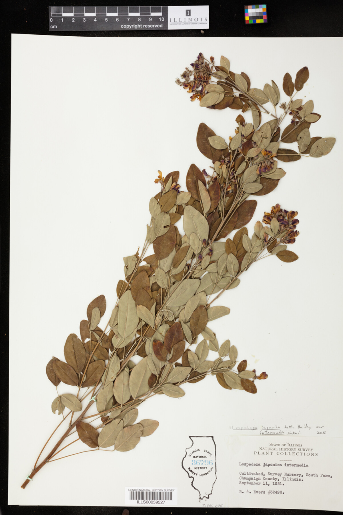 Lespedeza japonica var. intermedia image