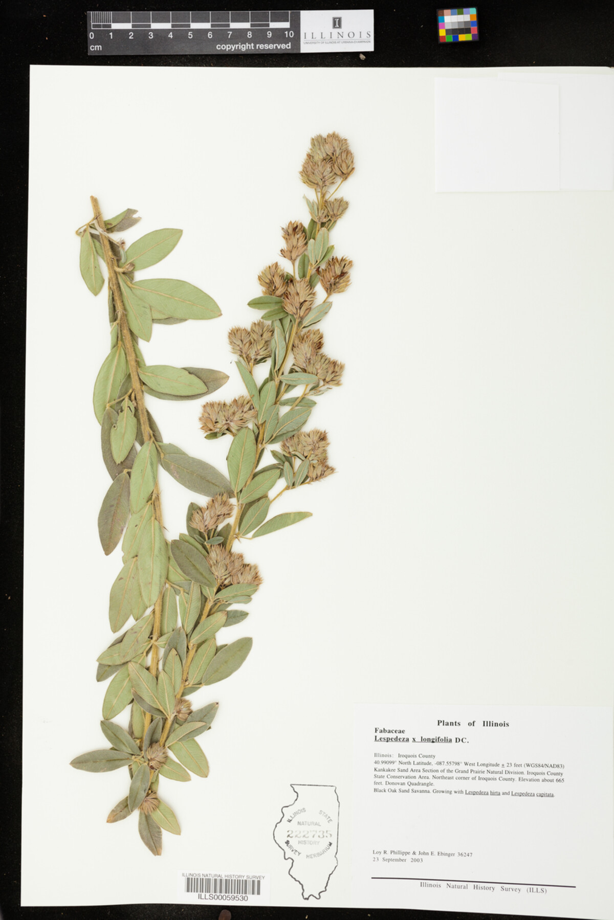 Lespedeza X longifolia image