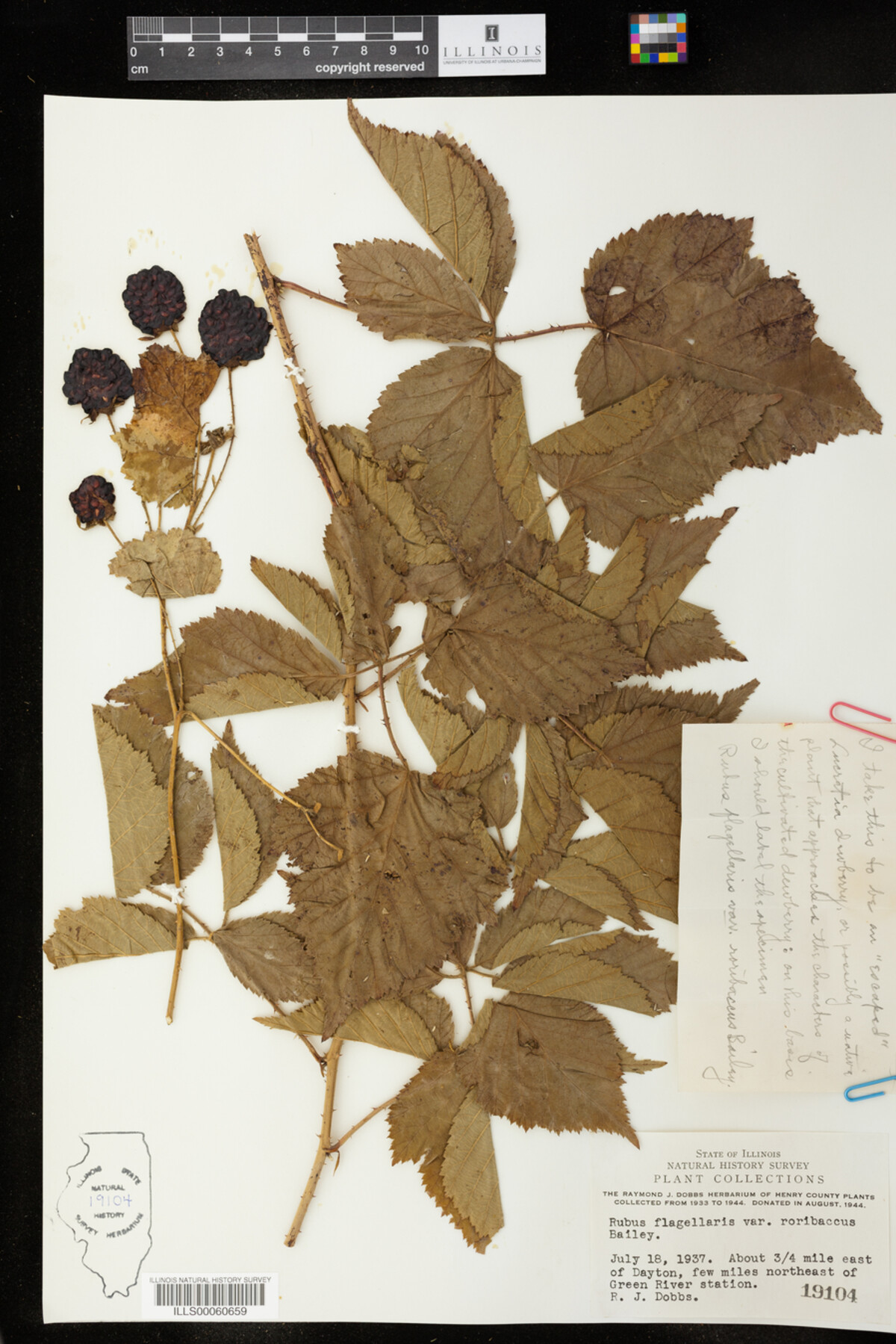 Rubus flagellaris var. roribaccus image