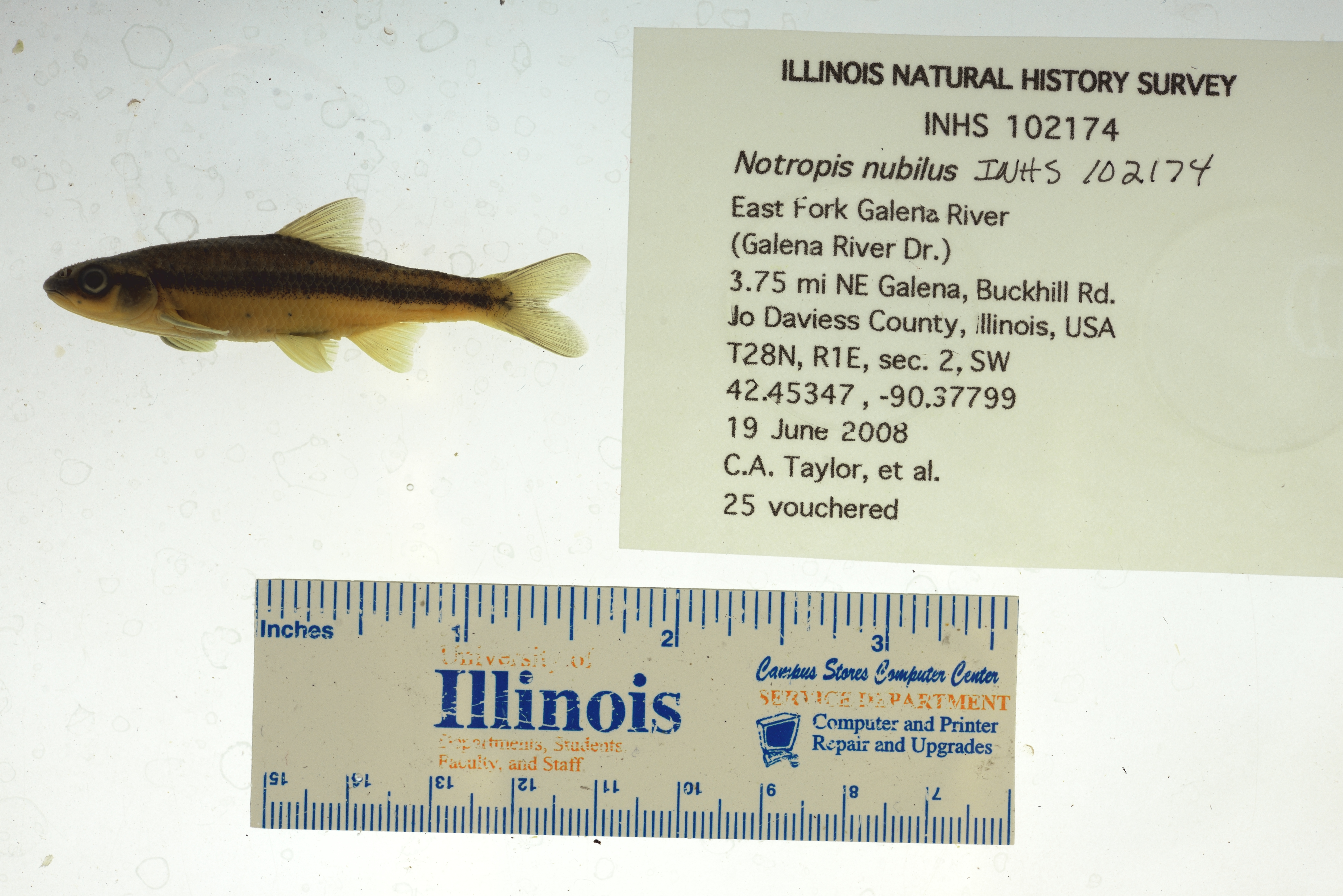 Ozark minnow (Notropis nubilus) — Cyprinidae — 3