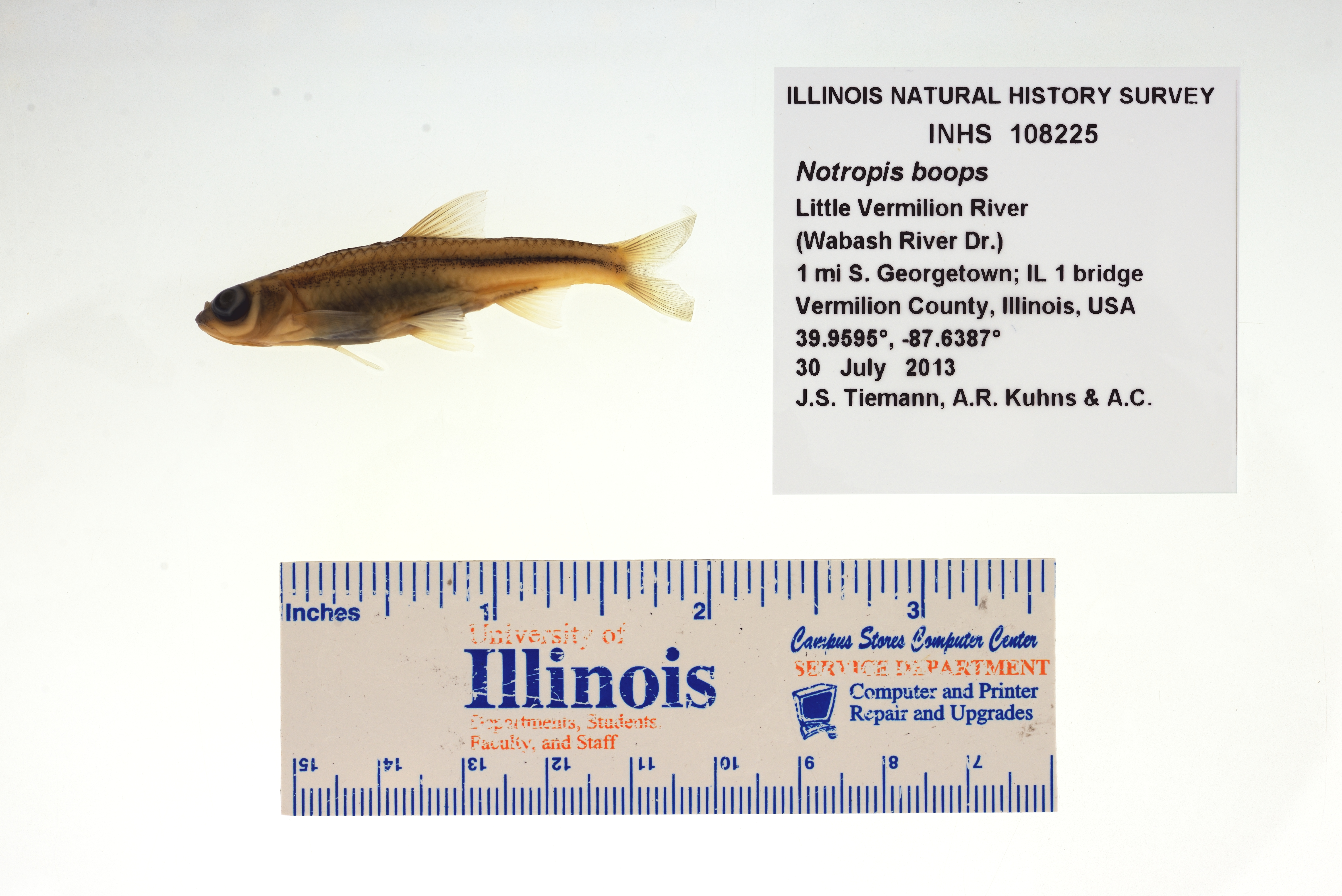 Bigeye shiner (Notropis boops) — Cyprinidae — 3