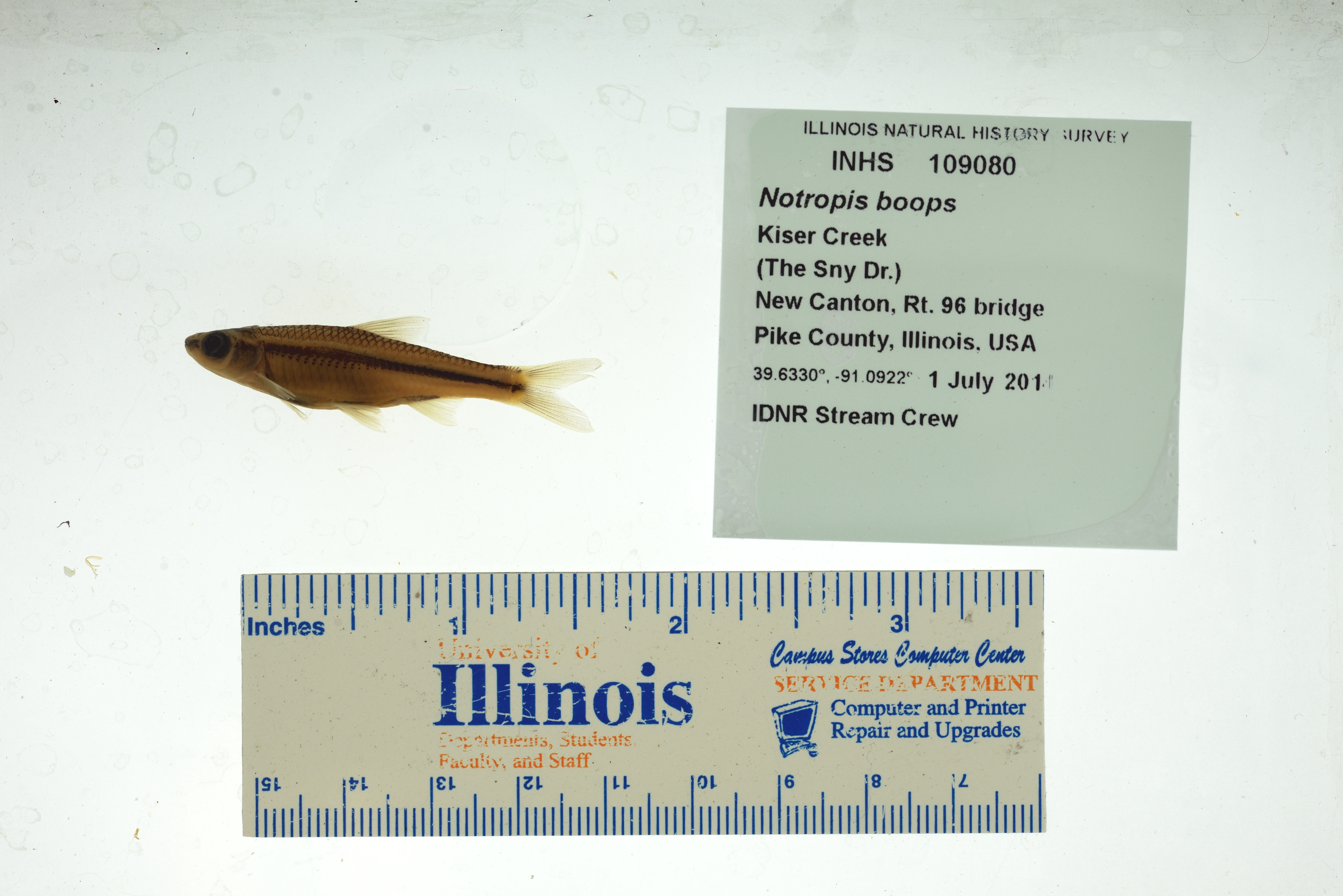Bigeye shiner (Notropis boops) — Cyprinidae — 2