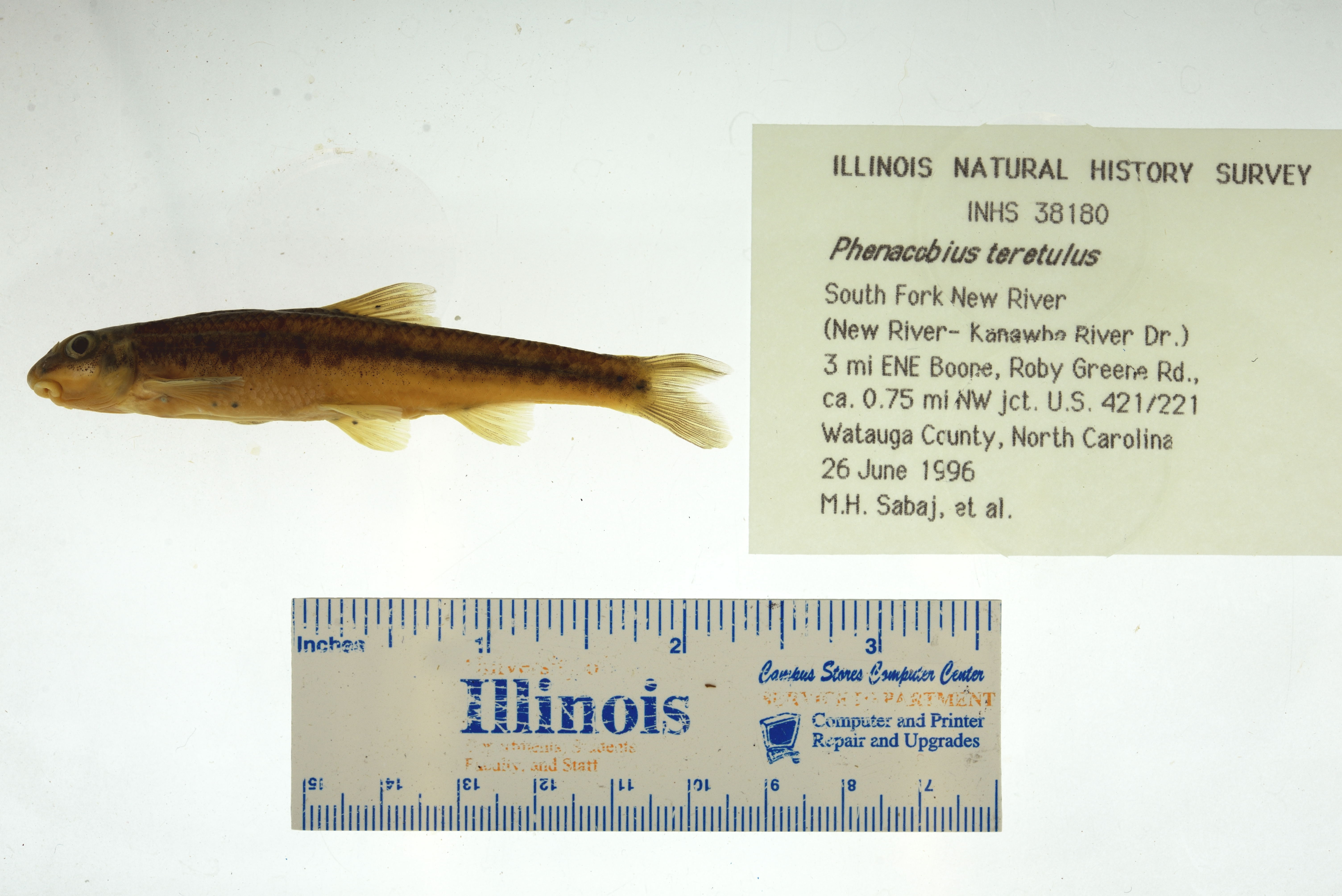 Kanawha Minnow (Phenacobius teretulus) — Cyprinidae — 2