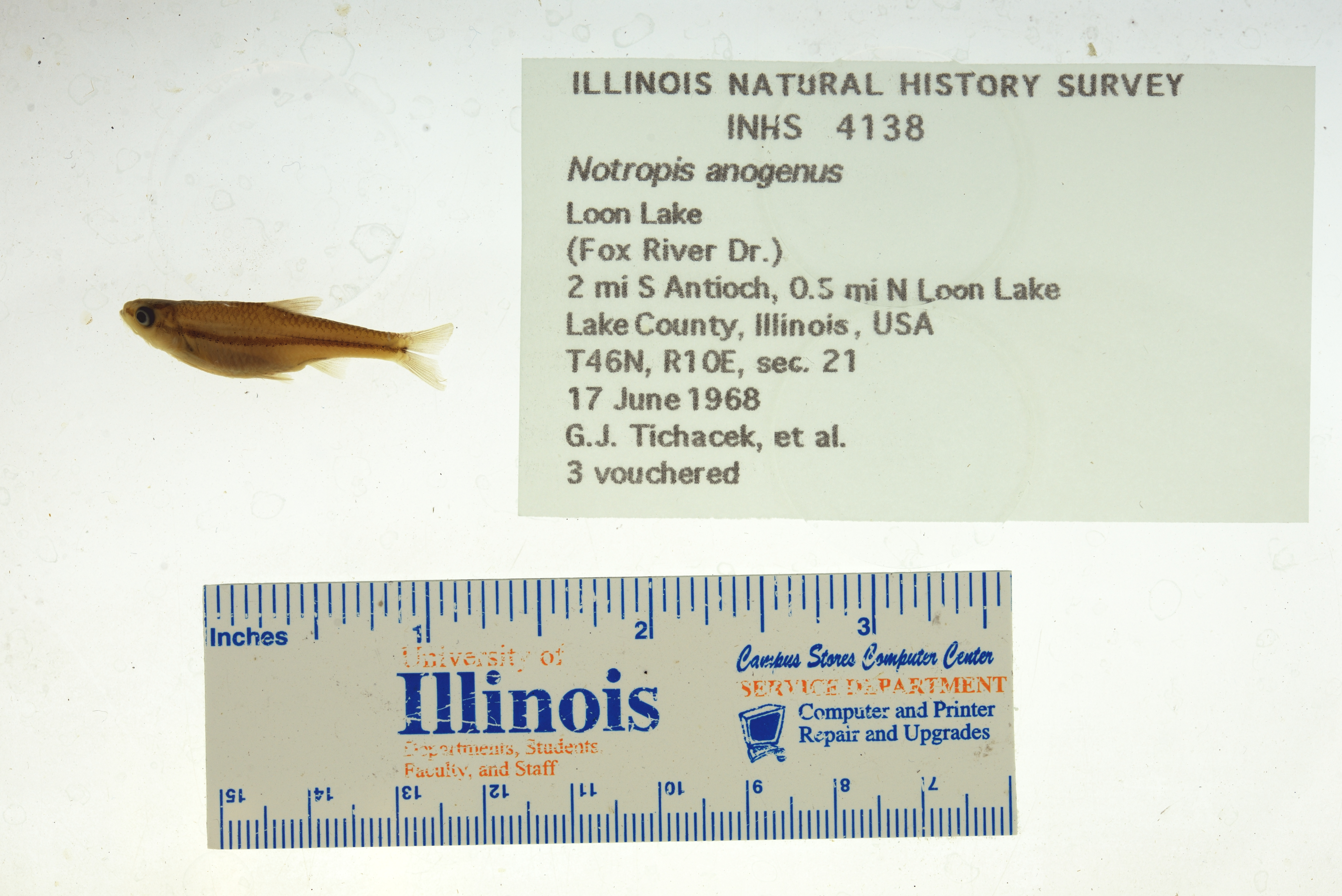 Notropis anogenus thumbnail