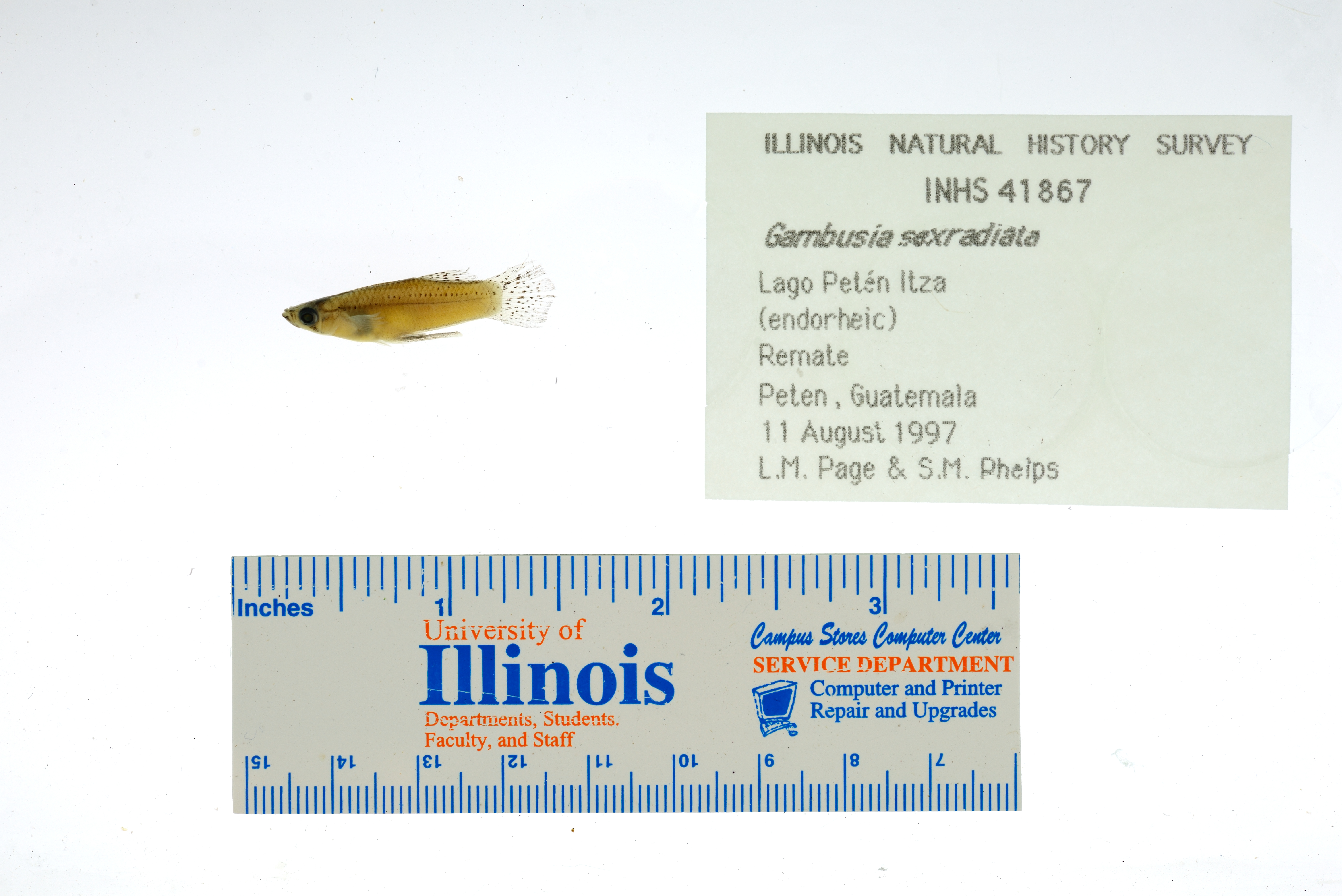 Stripped gambusia (Gambusia sexradiata) — Poeciliidae — 2
