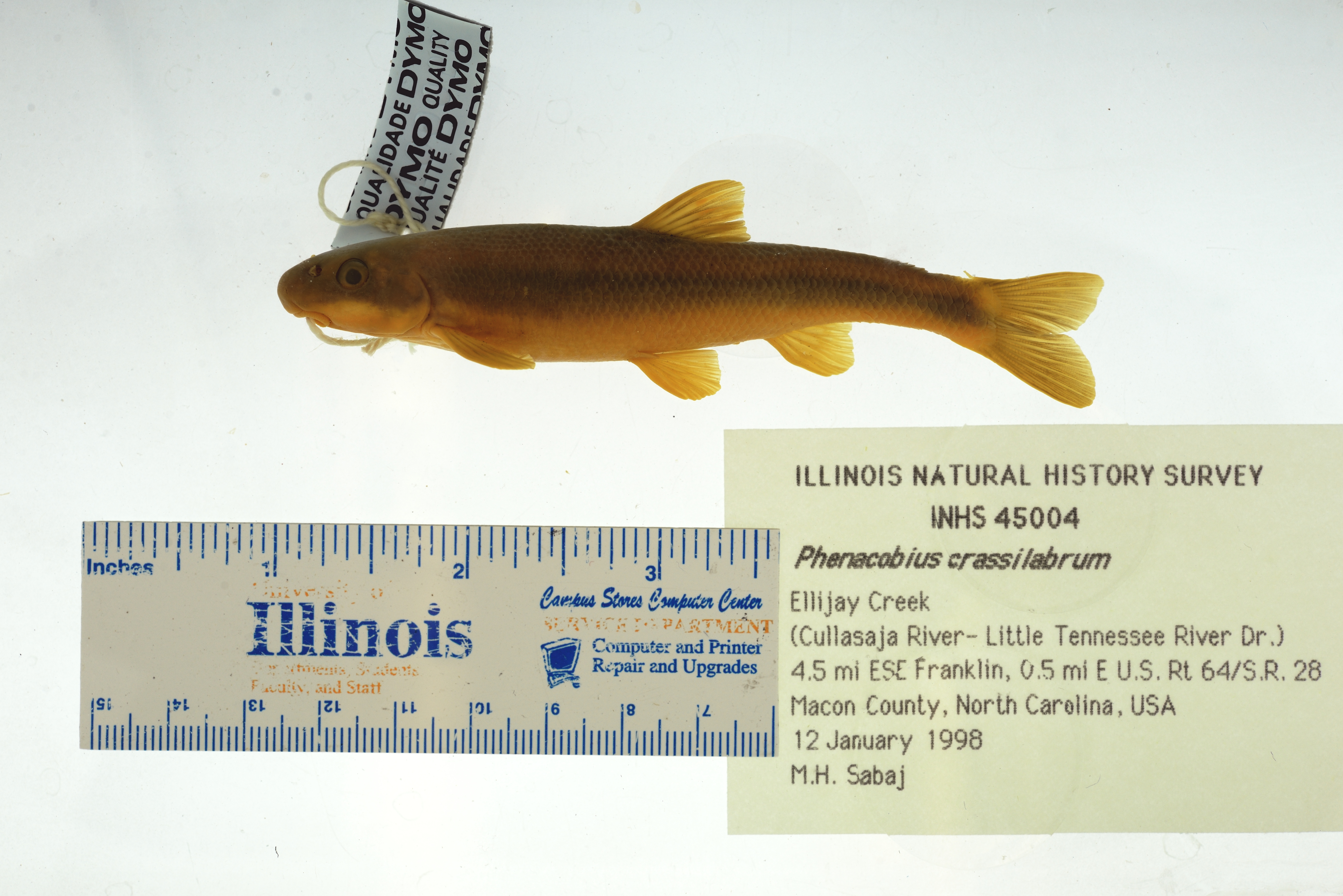 Fatlips minnow (Phenacobius crassilabrum) — Cyprinidae — 5
