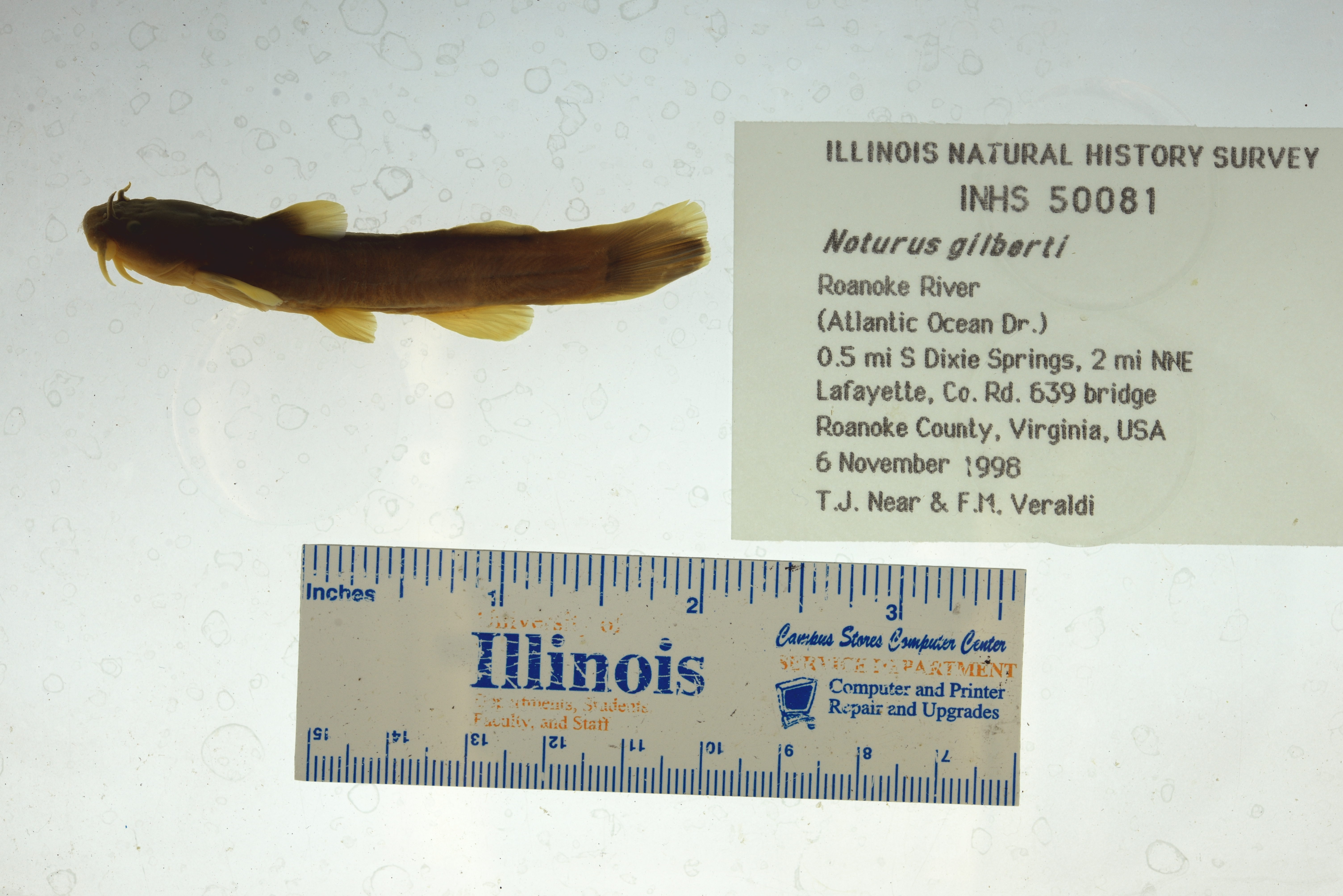 Orangefin Madtom (Noturus gilberti) — Ictaluridae — 3