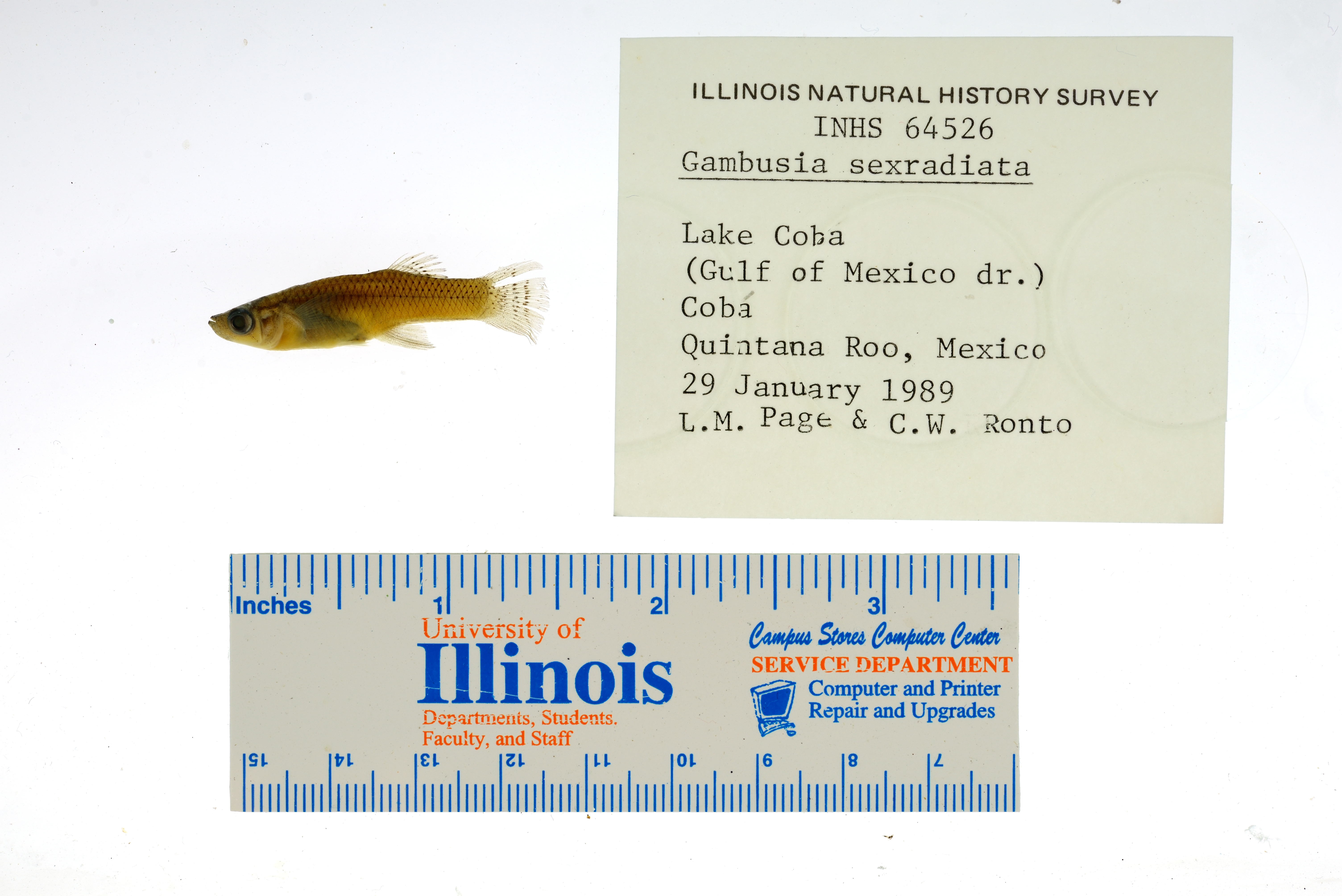 Stripped gambusia (Gambusia sexradiata) — Poeciliidae — 3