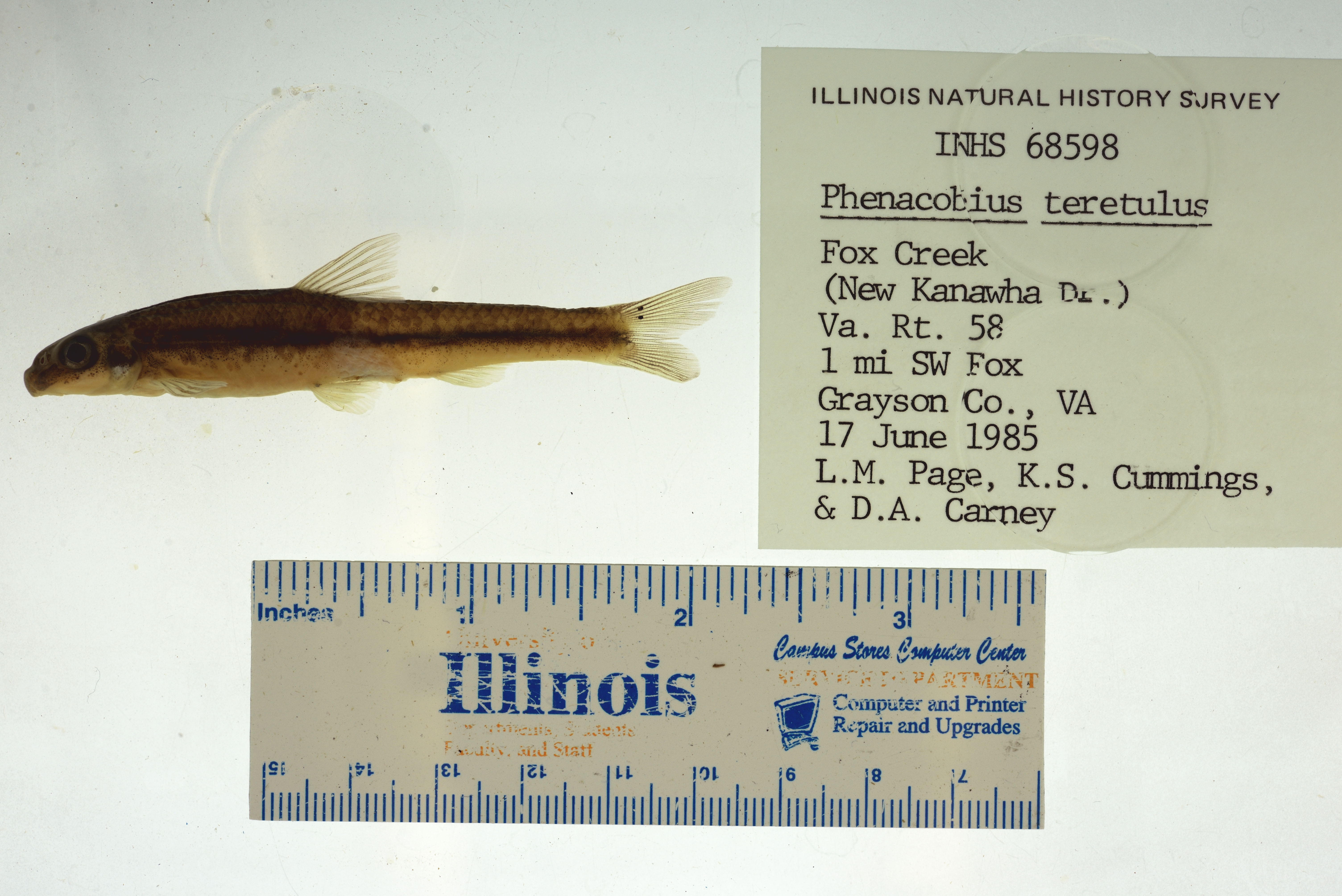Kanawha Minnow (Phenacobius teretulus) — Cyprinidae — 3