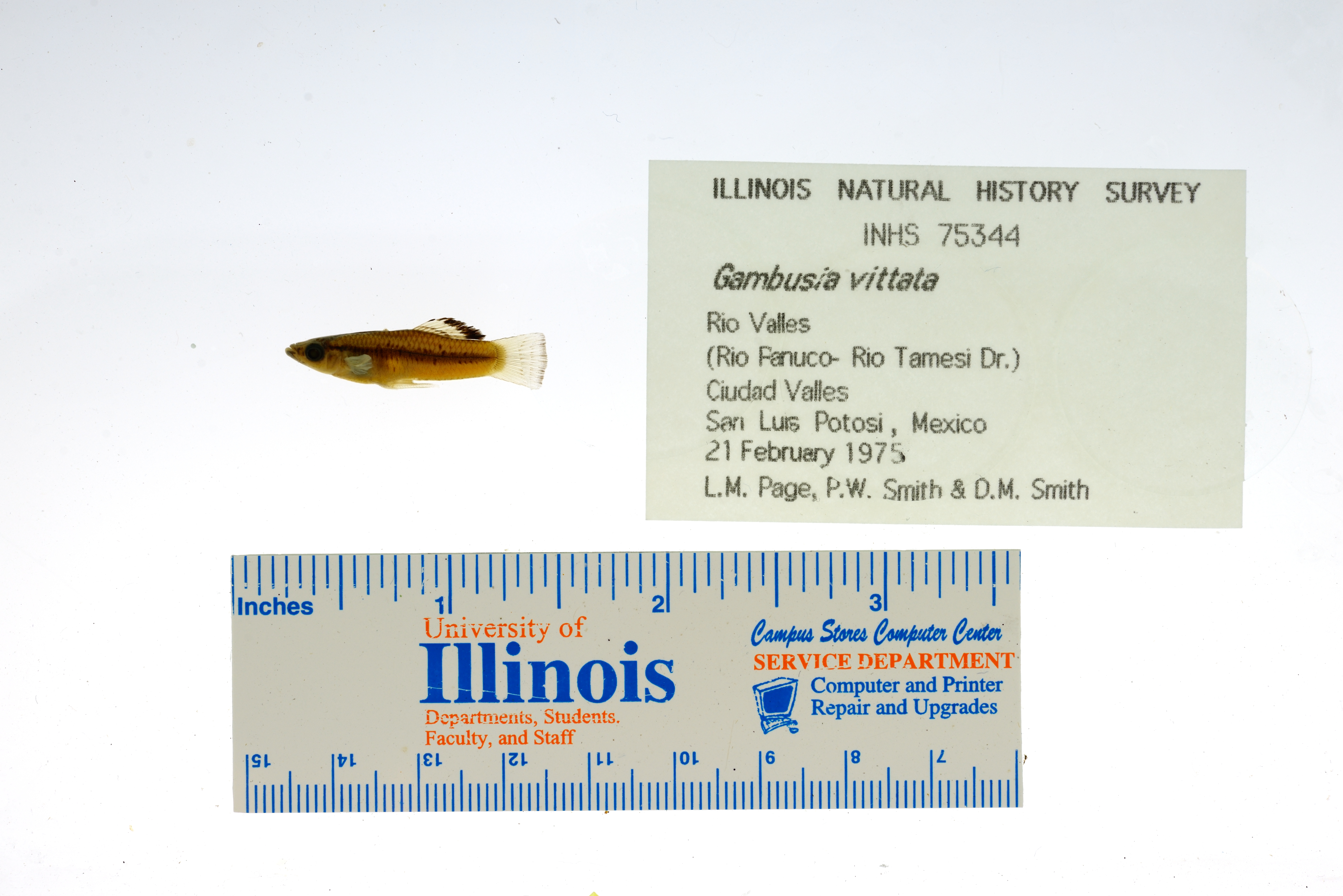 Gulf gambusia (Gambusia vittata) — Poeciliidae — 2