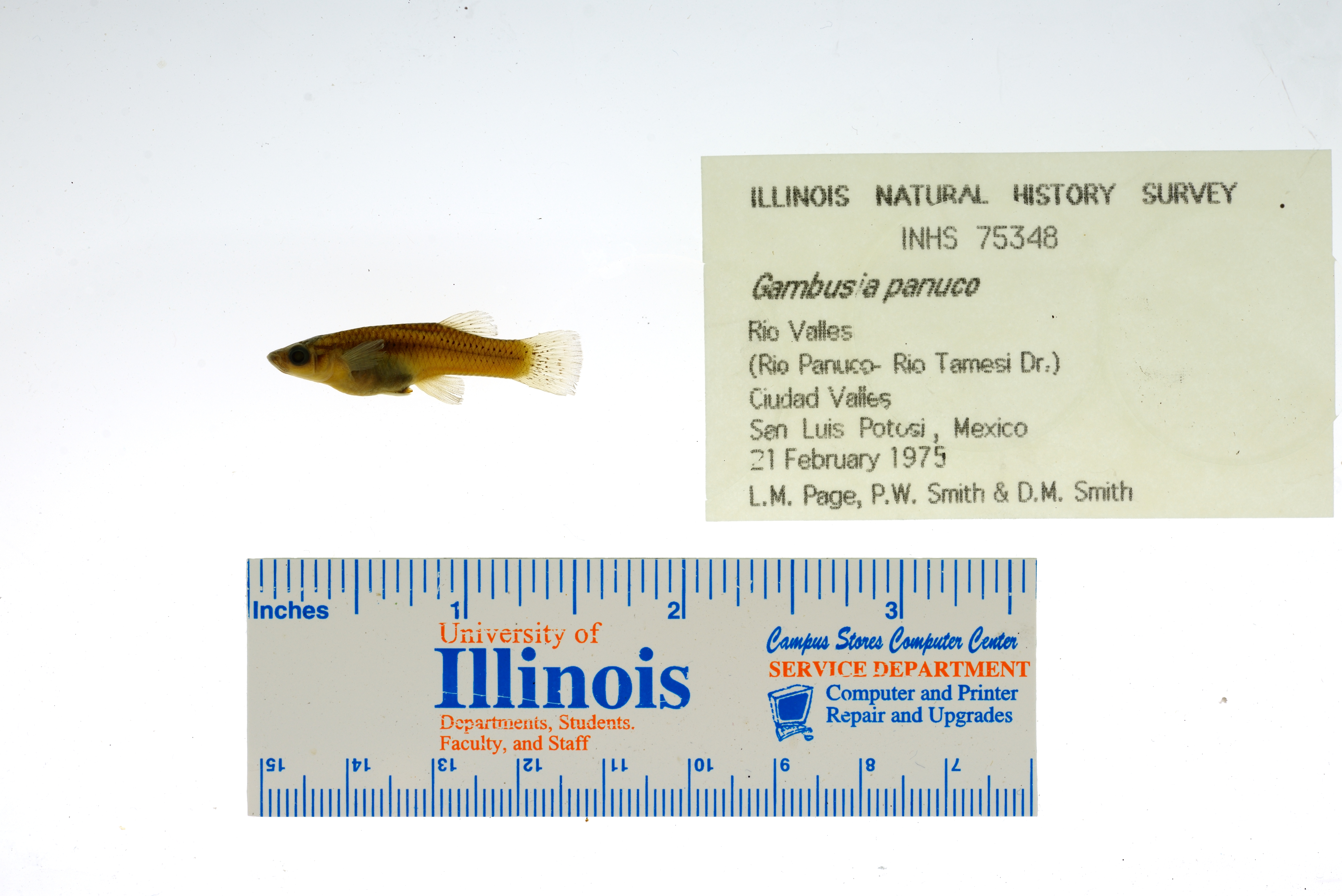 Panuco gambusia (Gambusia panuco) — Poeciliidae