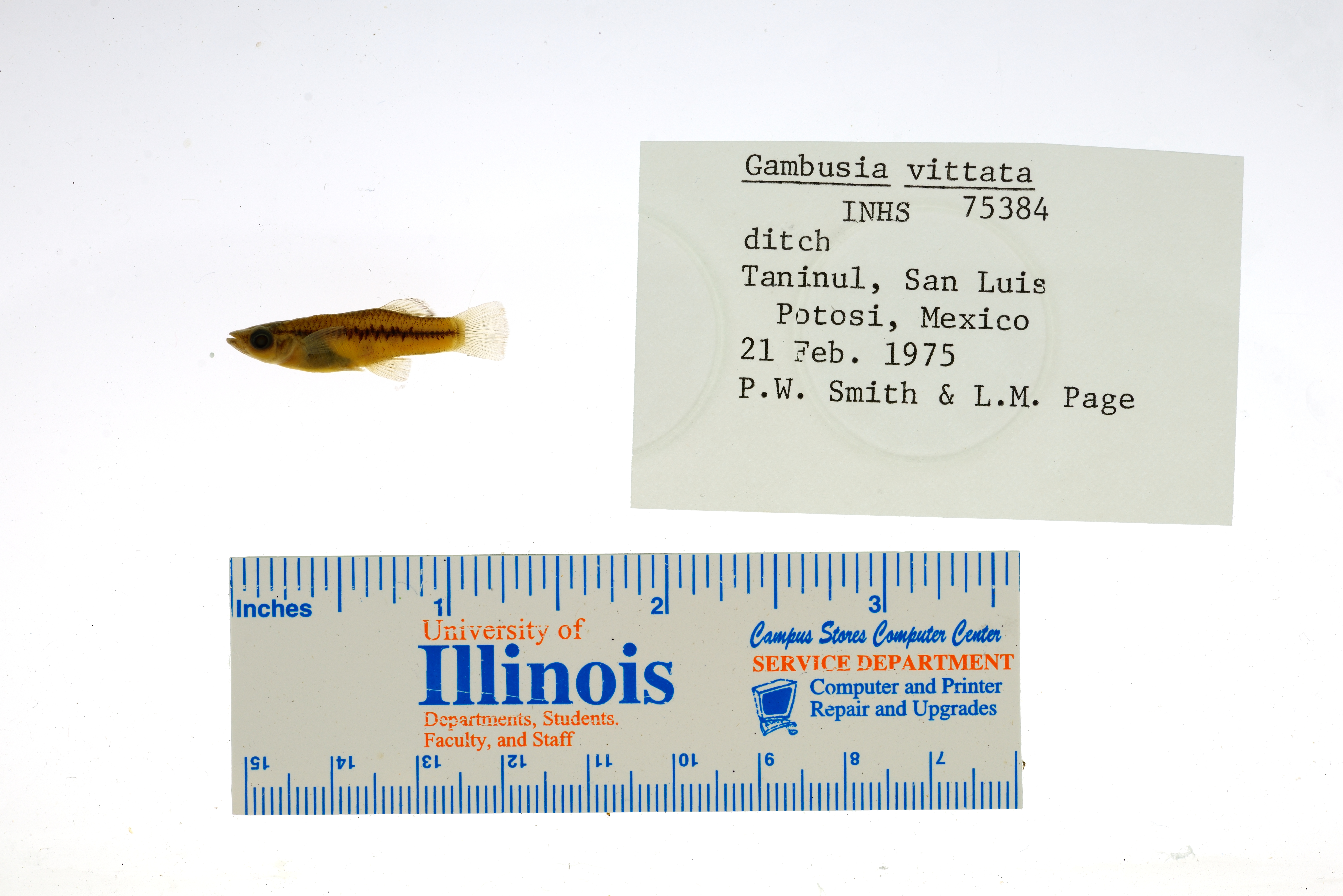 Gulf gambusia (Gambusia vittata) — Poeciliidae