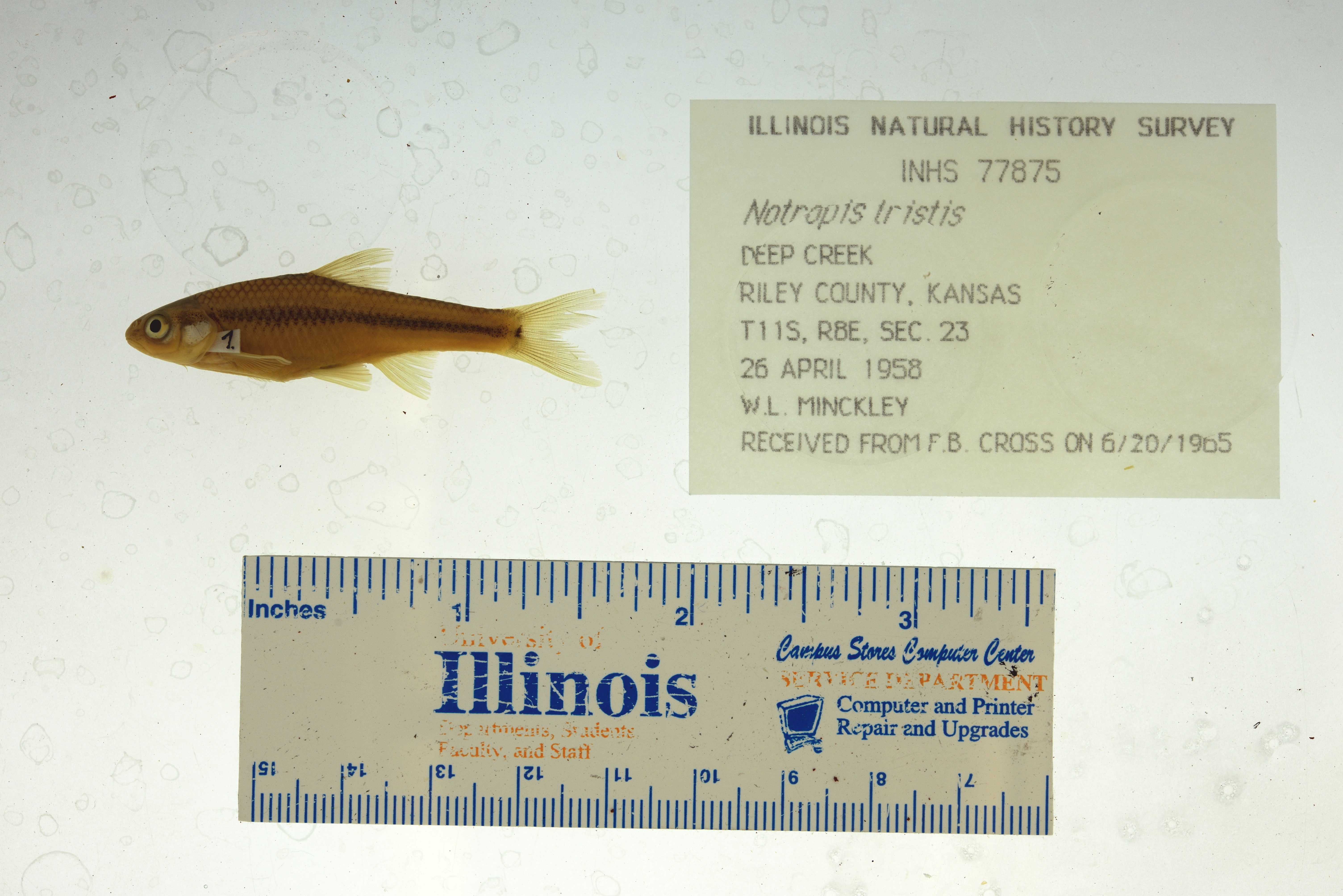 Topeka-shiner (Notropis topeka) — Cyprinidae — 3