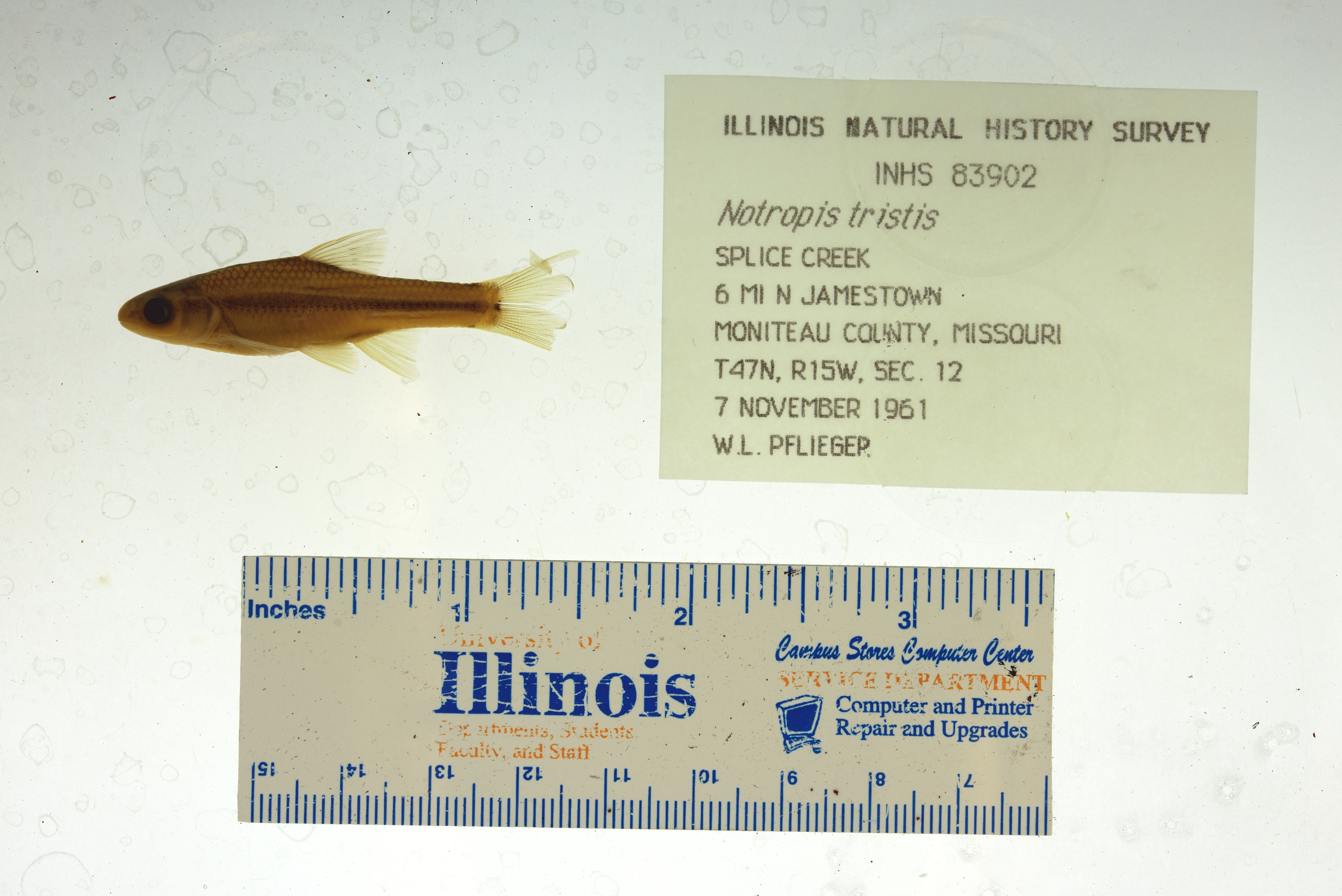 Topeka shiner (Notropis topeka) — Cyprinidae