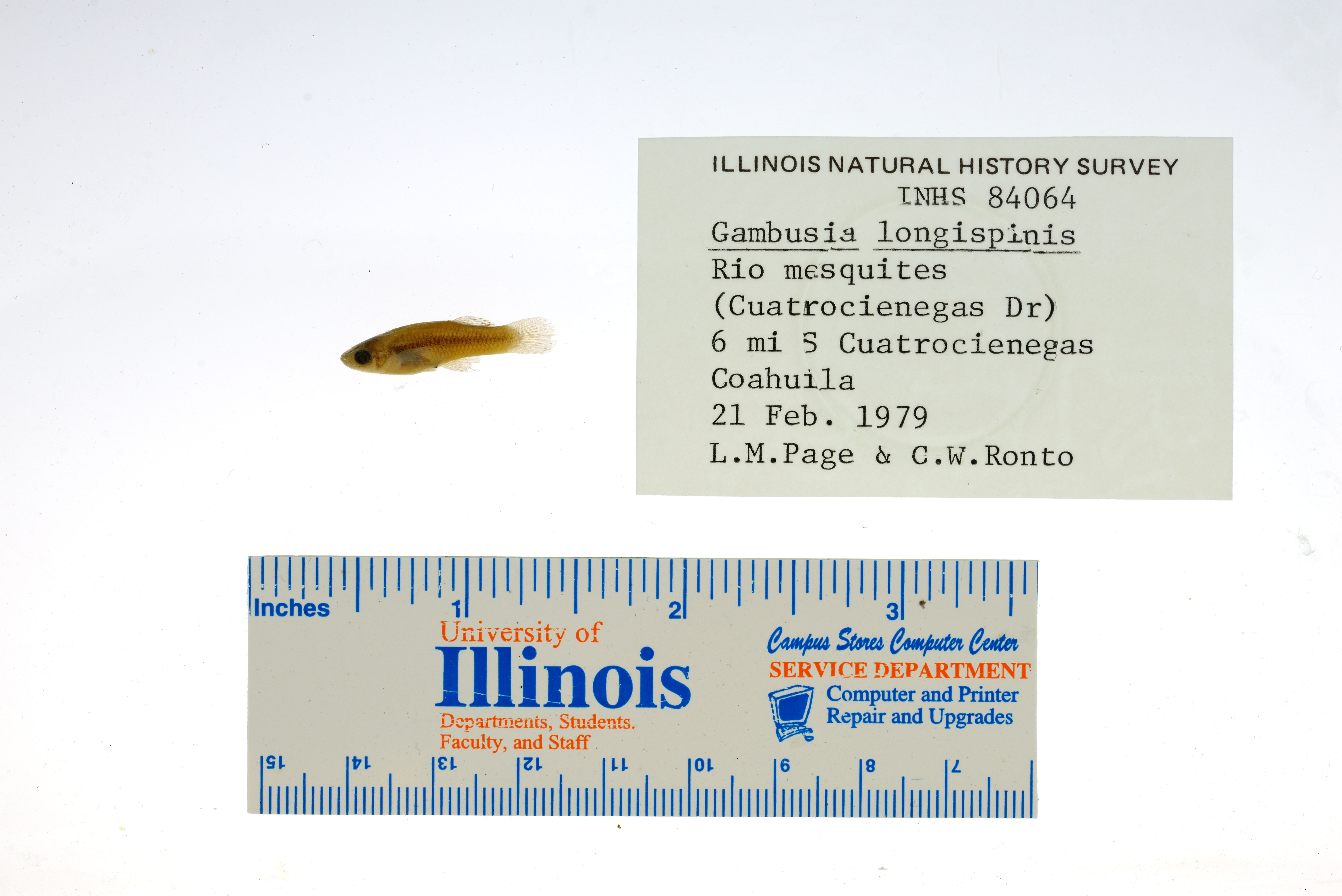 Gambusia longispinis thumbnail
