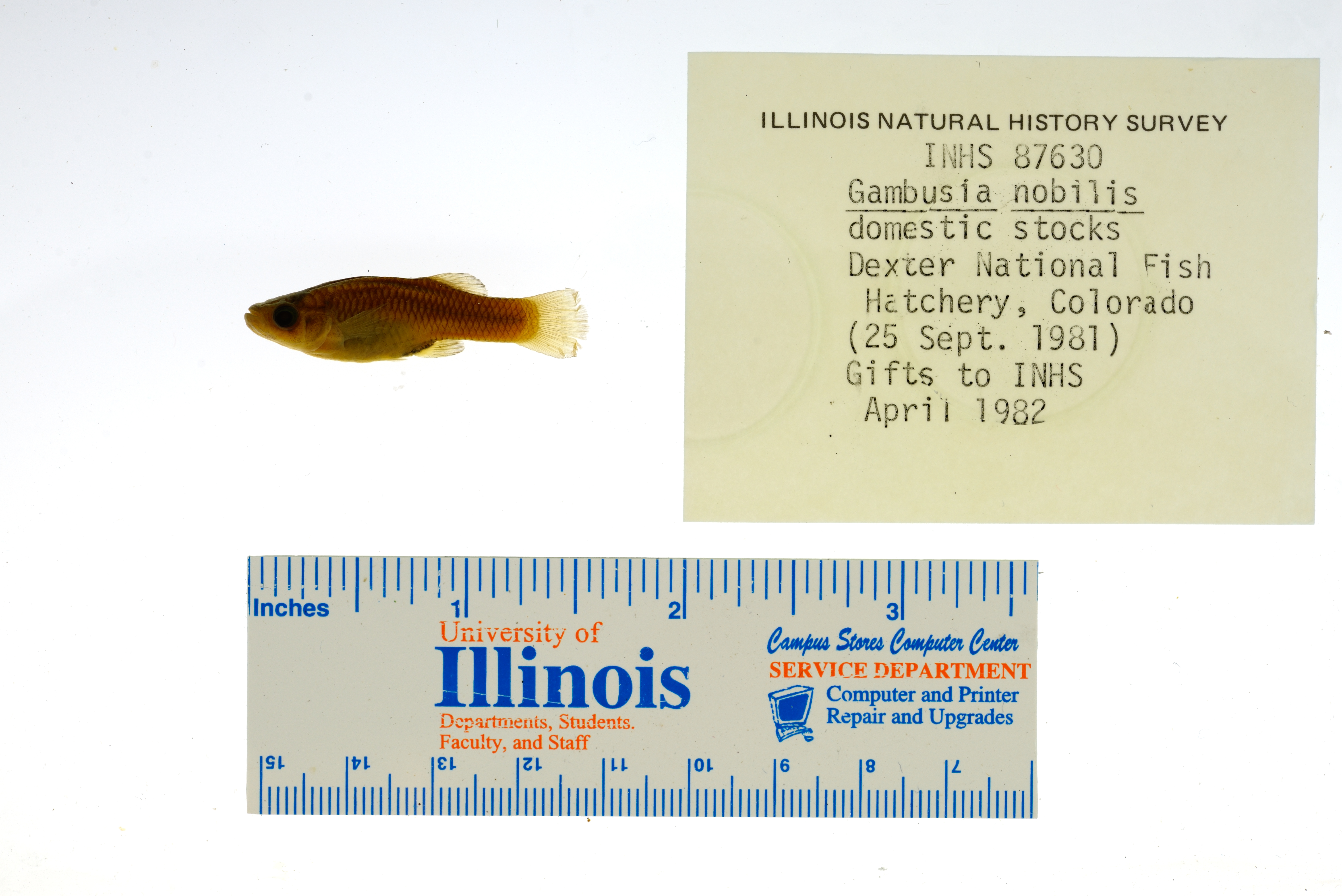 Pecos gambusia (Gambusia nobilis) — Poeciliidae — 2