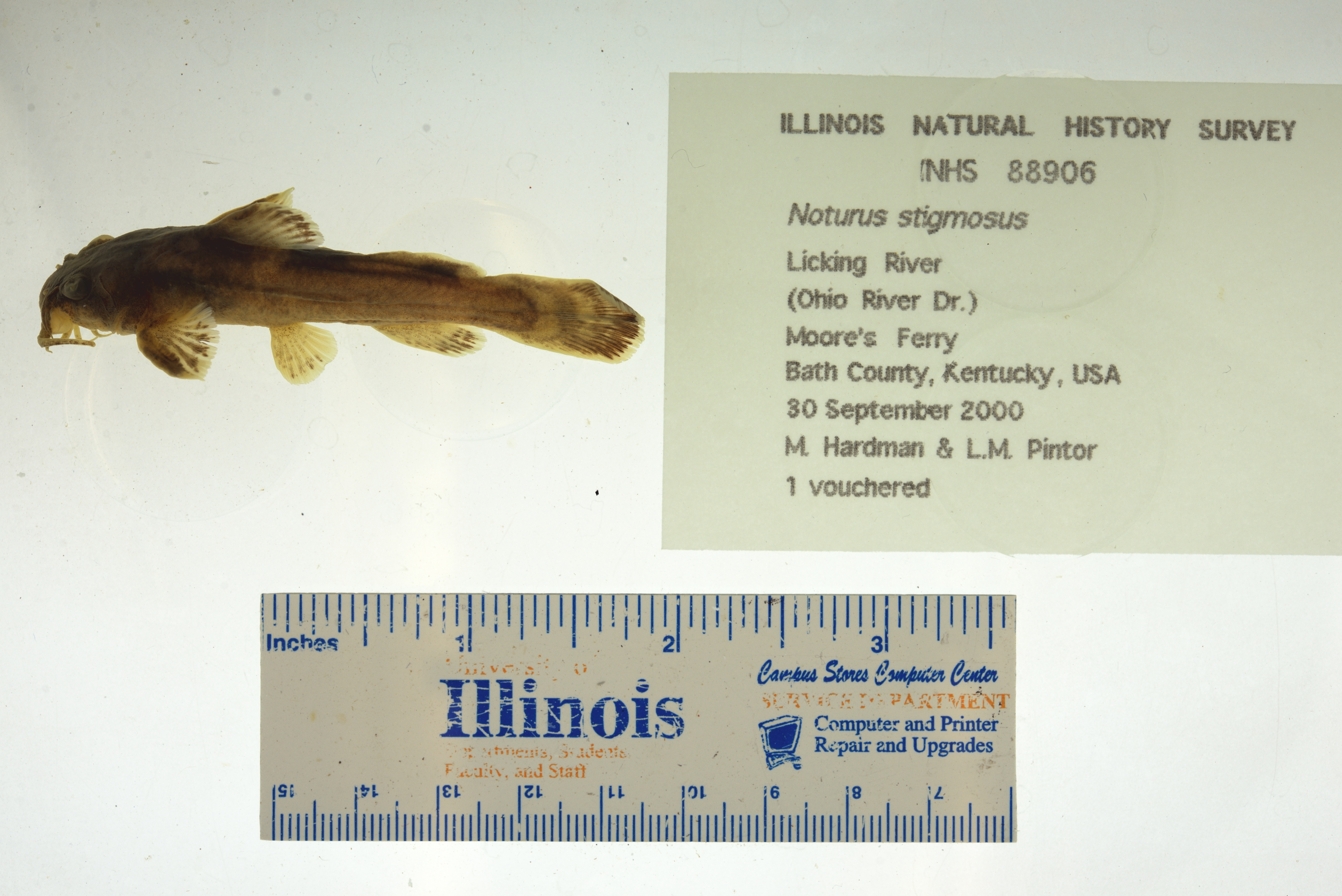 Noordelijke madtom (Noturus stigmosus) — Ictaluridae — 3