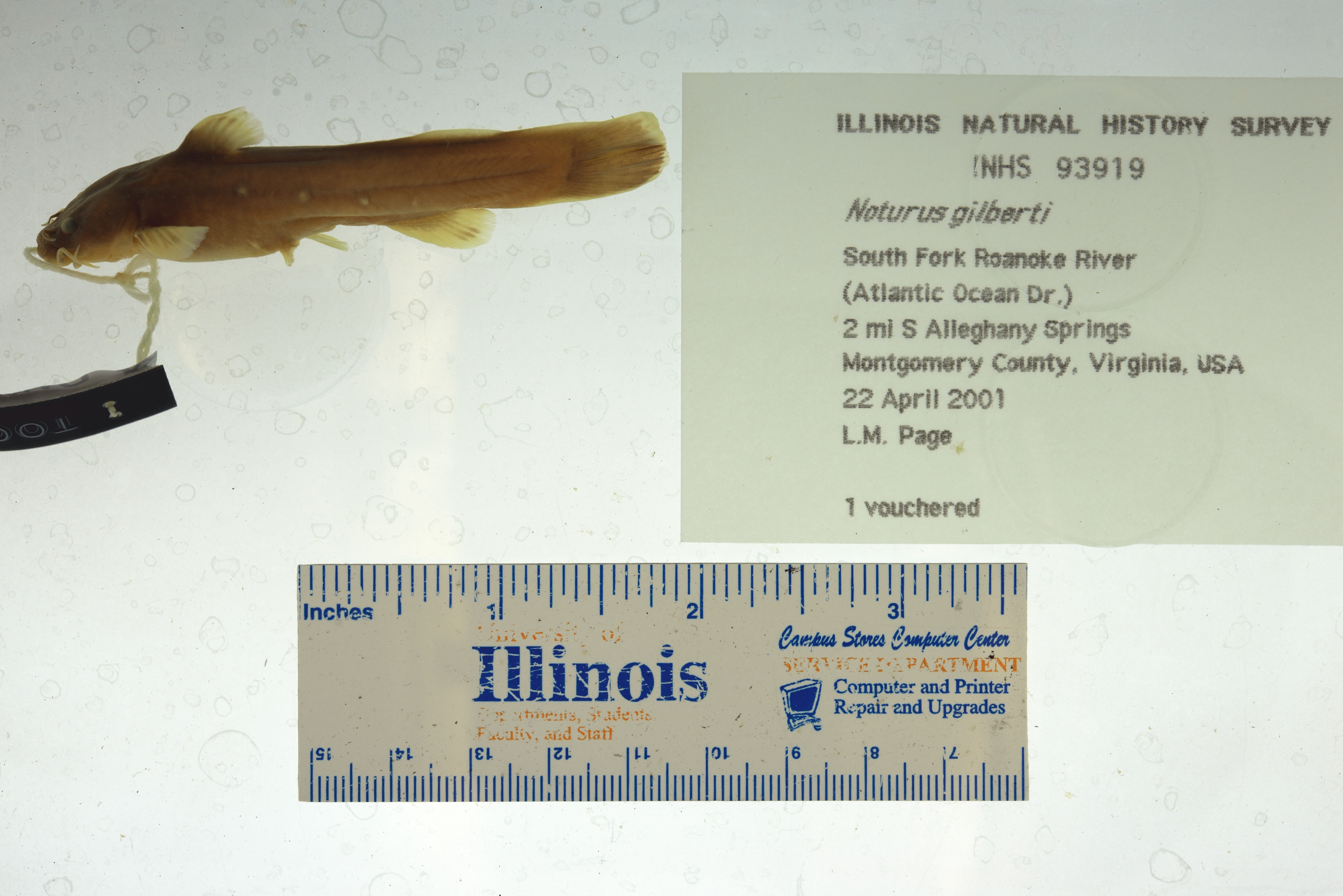 Orangefin Madtom (Noturus gilberti) — Ictaluridae — 2