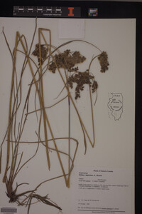 Scirpus cyperinus image