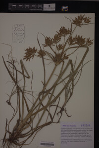 Media resource of Cyperus esculentus