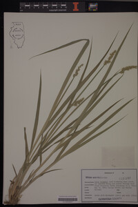 Carex stipata image