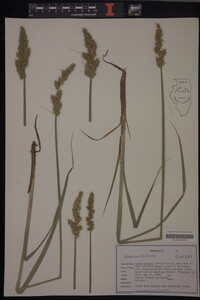 Carex stipata image