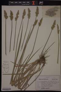 Carex stipata image