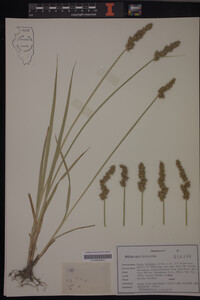 Carex stipata image