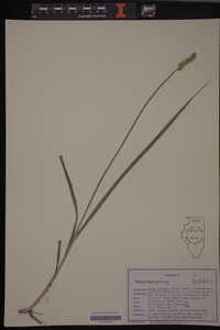 Carex stipata image