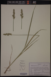 Carex stipata image