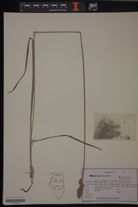 Carex stipata image