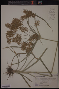 Cyperus esculentus image