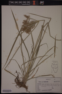 Cyperus esculentus image