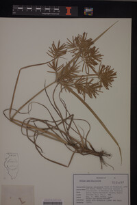 Cyperus esculentus image