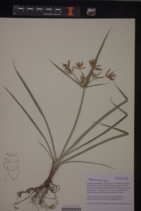 Cyperus esculentus image