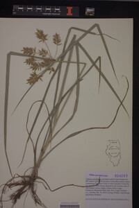 Cyperus esculentus image