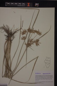 Cyperus esculentus image