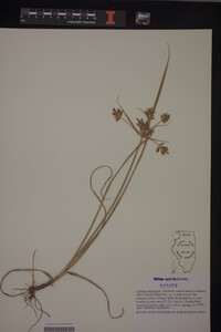 Cyperus esculentus image