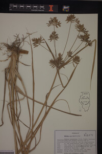 Cyperus esculentus image