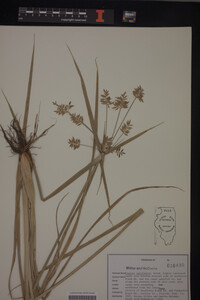 Cyperus esculentus image