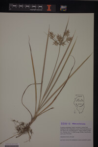 Cyperus esculentus image
