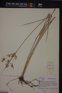 Cyperus esculentus image