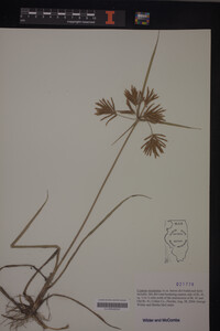 Cyperus esculentus image